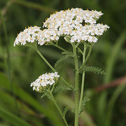 Achille millefeuille blanche